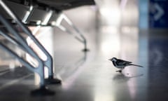 A pied wagtail walks across a deserted arrivals hall in Terminal 2 at Heathrow Airport in London.