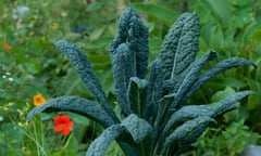 cavolo nero growing in the ground