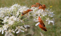 Common red soldier beetles on common hogweed flowers (Heracleum sphondylium), UK