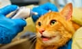 a cat receives medical care