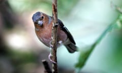 A male chaffinch standing on a branch.