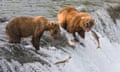 Three sockeye salmon jump in front of two adult Brown Bears standing at the top of Brooks Falls, Katmai National Park, Alaska<br>BTDACY Three sockeye salmon jump in front of two adult Brown Bears standing at the top of Brooks Falls, Katmai National Park, Alaska