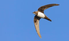 Alpengierzwaluw in de vlucht; Alpine Swift in flight<br>M8E4BP Alpengierzwaluw in de vlucht; Alpine Swift in flight