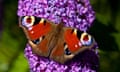 A peacock butterfly