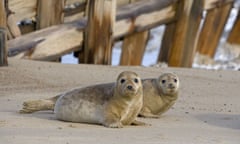 Harbour seals in Winterton, Norfolk.