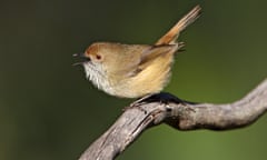 The King Island brown thornbill