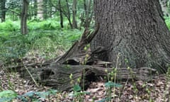 Fallen branches at the foot of a tree