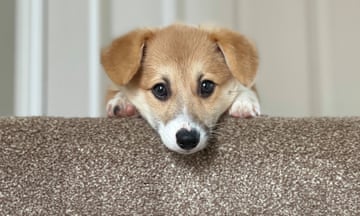 Taco, the pembroke Welsh corgi