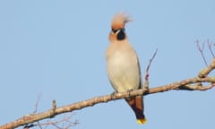 Waxwing perched on a bare branch