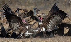 Hooded Vulture