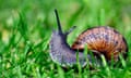 Cornu aspersum (the Common garden snail) in a garden in Bexleytheath, Kent