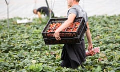 A strawberry picker at a fruit farm in Hereford.