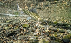 A Hovsgol grayling swims underwater above pebbles on the bottom of a lake