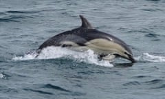 One of the hybrid dolphins leaping out of the sea.