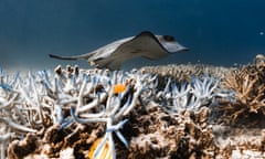 Cowtail Ray & Coral Bleeching