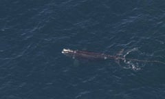 A right whale entangled in rope.