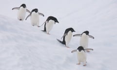 Group of  penguins