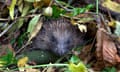 Ready for your closeup … a hedgehog.