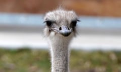 an ostrich