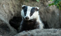 A badger emerging from a sett