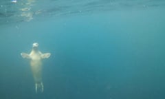 A seal off the Isles of Scilly.