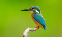 A common kingfisher perched on a branch.