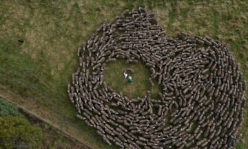 Sheep at the CSIRO Chiswick Research Station near Armidale, NSW.