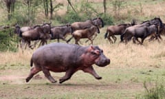 Hippo with all four feet off ground running with a group of wildebeest in grassland