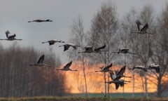 Common Crane (Grus grus) in flight against sunset cloudy sky and trees, Podlaskie Voivodeship, Poland, Europe