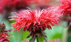 Monarda in Bloom<br>A field of Monarda in bloom.