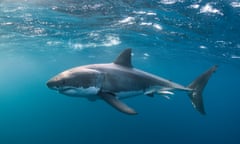 Great White Shark at the Surface<br>Great White Shark taken at the Neptune Islands, Spencer Gulf, South Australia