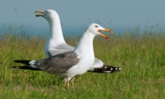 Two lesser black-backed gulls standing on a grassy patch facing opposite directions