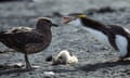 A royal penguin defends a dead chick from a brown skua, Macquarie Island, Antarctica