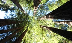 California redwood forest