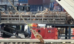 Sheep are loaded onto the Al Kuwait in Fremantle, Australia in June 2020