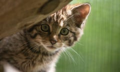 A Scottish wildcat