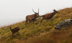 A roaring rutting stag chases hinds with his tongue out to detect if they are in season.