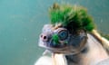 Australia’s Mary River turtle