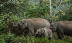 Mahouts Elephant Foundation’s Walking with Elephants (Thailand) One of the Five of the best ethical elephant venues to visit: Mahouts Elephant Foundation’s Walking with Elephants (Thailand) Observe elephants in their natural environment, foraging for food, wallowing in mud and wrestling and playing. Camp with the Karen Hill Tribe (indigenous tribal people) and experience elephants at a safe and respectful distance. March 12, 2018 - Mae Sot, Thailand. Wild bull elephant © Nicolas Axelrod / Ruom