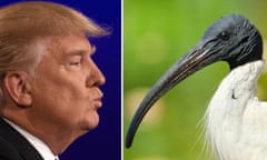Donald Trump and an Australian white ibis
