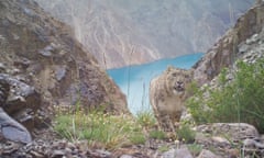 A snow leopard caught on a  hidden camera  above Lake Sarez in Tajikistan.