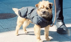 Arket's dog puffer jacket.