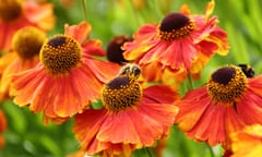 Bees collecting nectar from flowers.