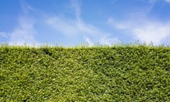 privet hedge under blue sky