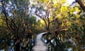 A footbridge among vegetation in the Daintree national park  in far north Queensland