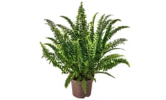 The sword fern plant on a white background.