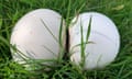 Giant puffball mushroom, near Caistor St Edmund, Norfolk