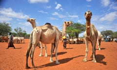 Livestock market in Wajir