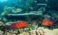 Coral Grouper in Coral Reef, Cephalopholis miniata, Osprey Reef, Coral Sea, Australia