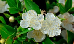 Common Myrtle (Myrtus communis) flowers, Propriano Region, Corsica, France<br>R3P8CJ Common Myrtle (Myrtus communis) flowers, Propriano Region, Corsica, France